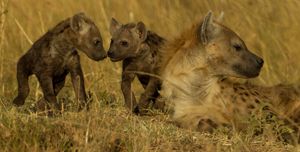 hyena